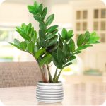 Искусство домашнего сада: Путеводитель по миру комнатных растений